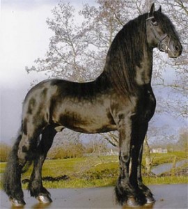 Obrázek “http://www.horses4ever.estranky.cz/archiv/iobrazek/3” nelze zobrazit, protože obsahuje chyby.